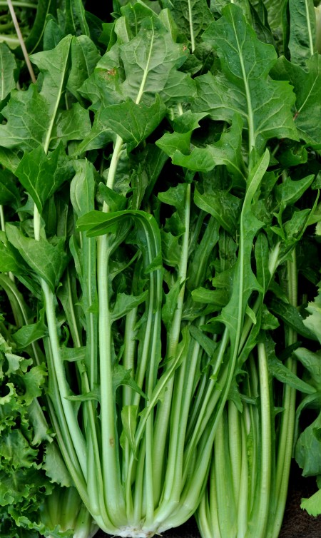 Puntarelle Catalonian Chicory from One Leaf Farm at Wallingford Farmers Market. Copyright Zachary D. Lyons.